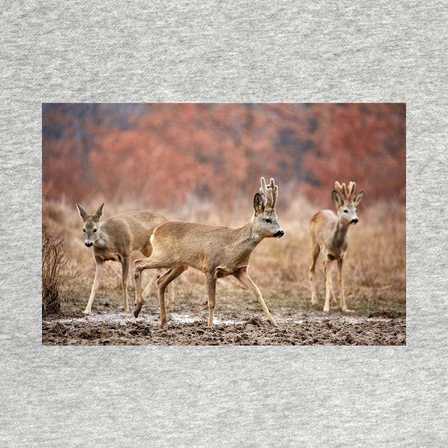 Roe deer family by naturalis